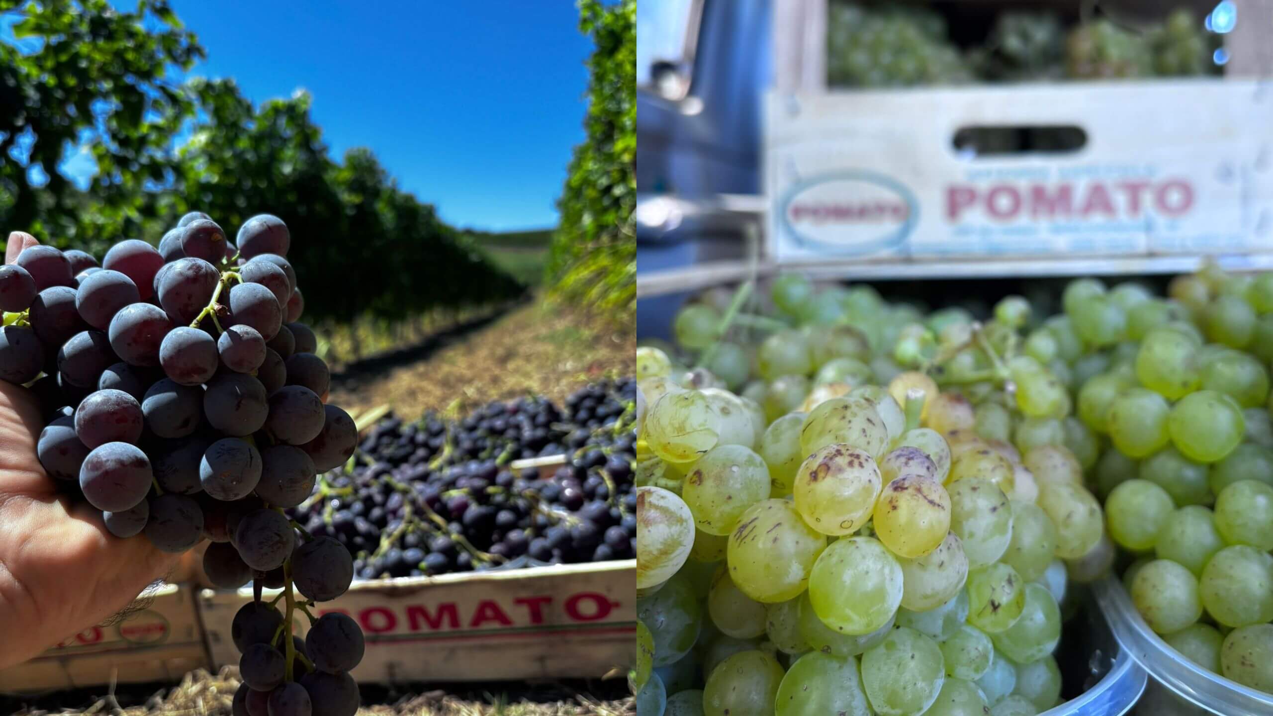 uva nera e bianca in cassetta
