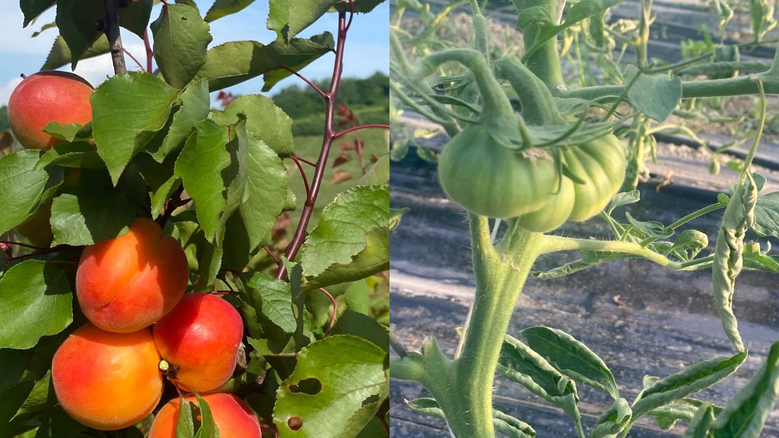 albicocche sul ramo e pomodoro in crescita