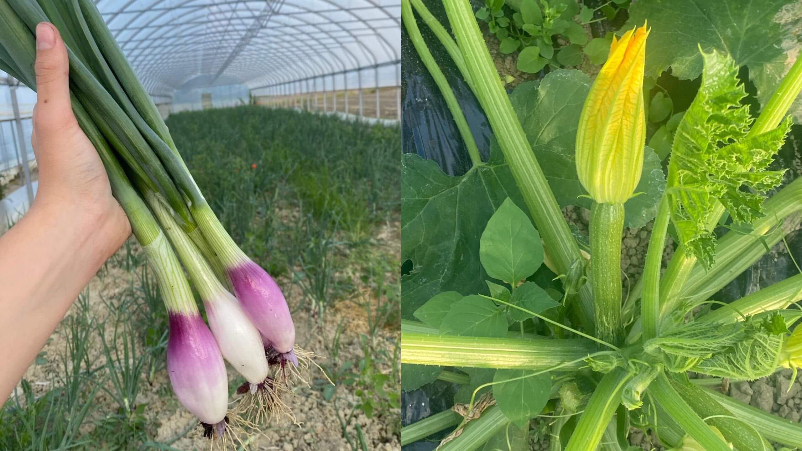 cipollotti e zucchine con fiore
